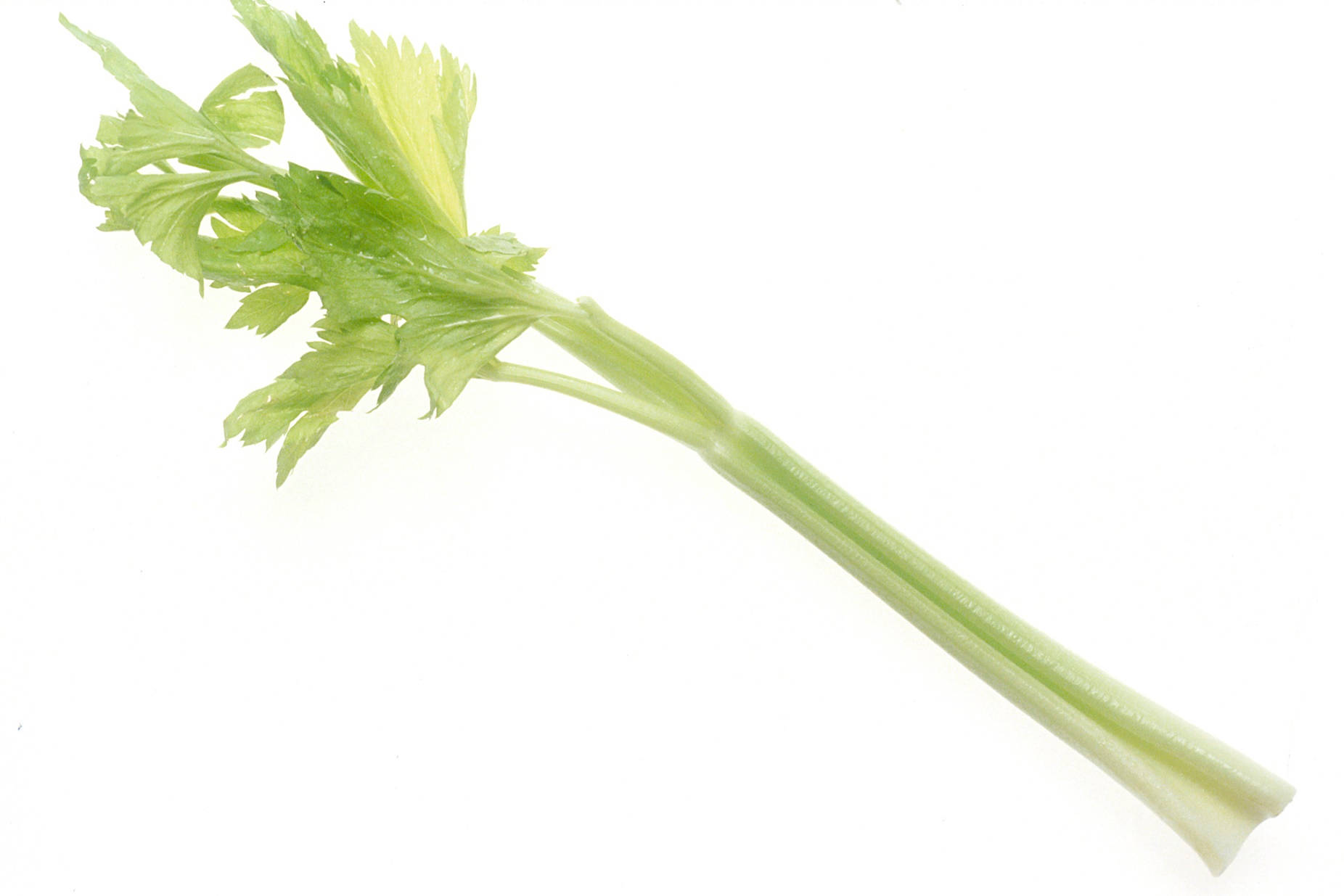Fresh Chinese Leaf Celery in High Resolution Wallpaper