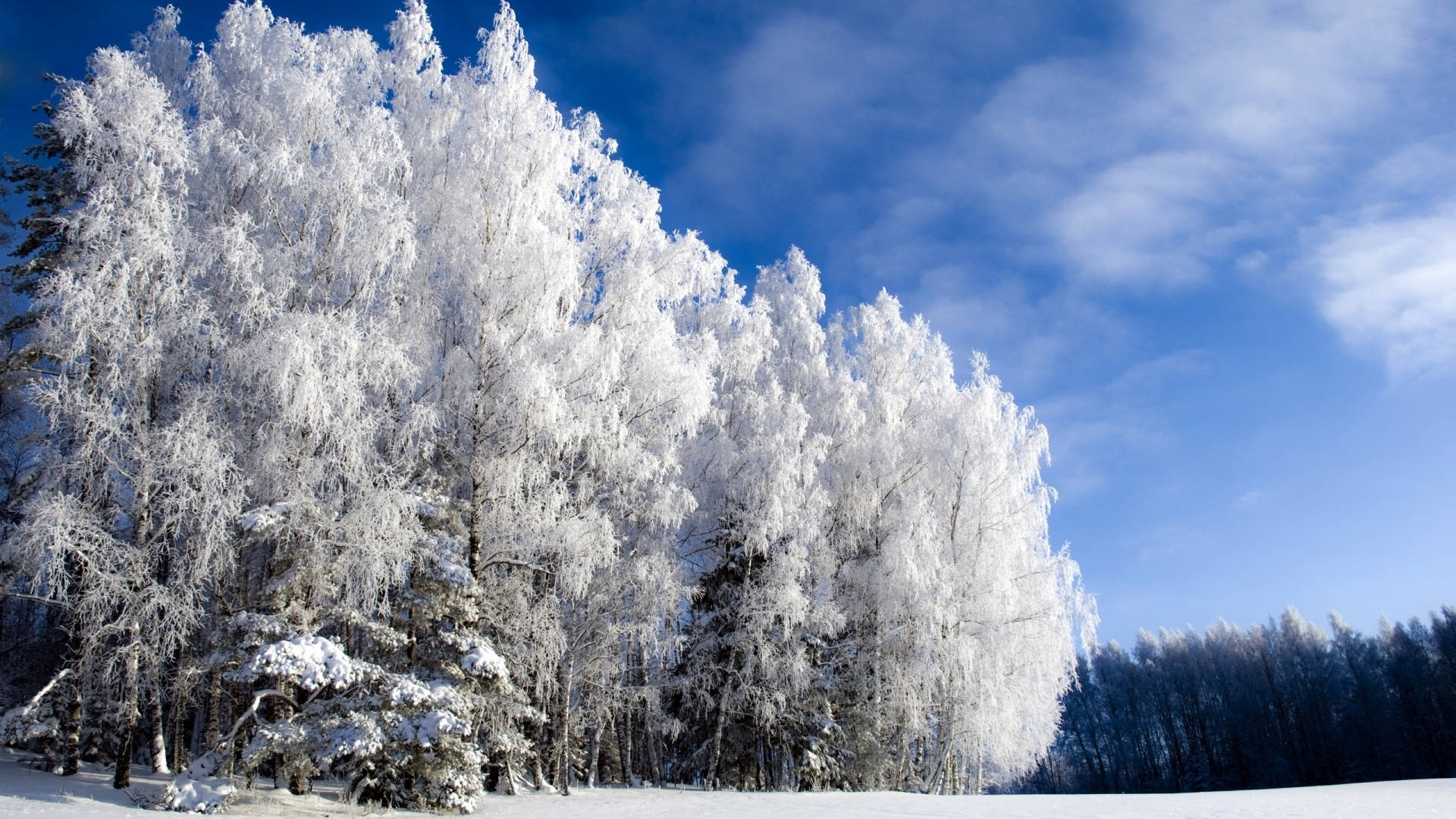 Clear Sky Over Winter Forest Wallpaper