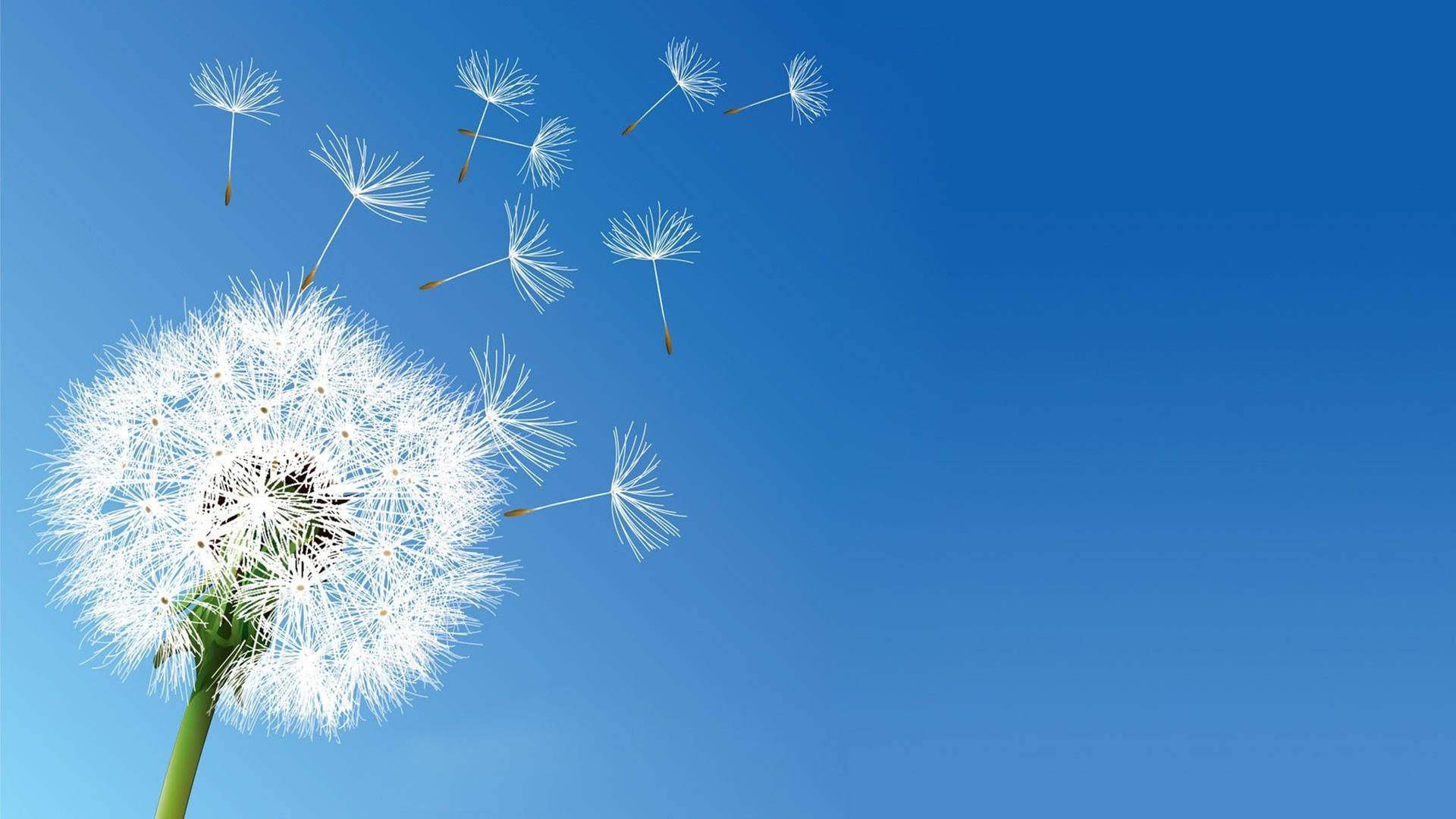 Clear Sky With Dandelion Wallpaper
