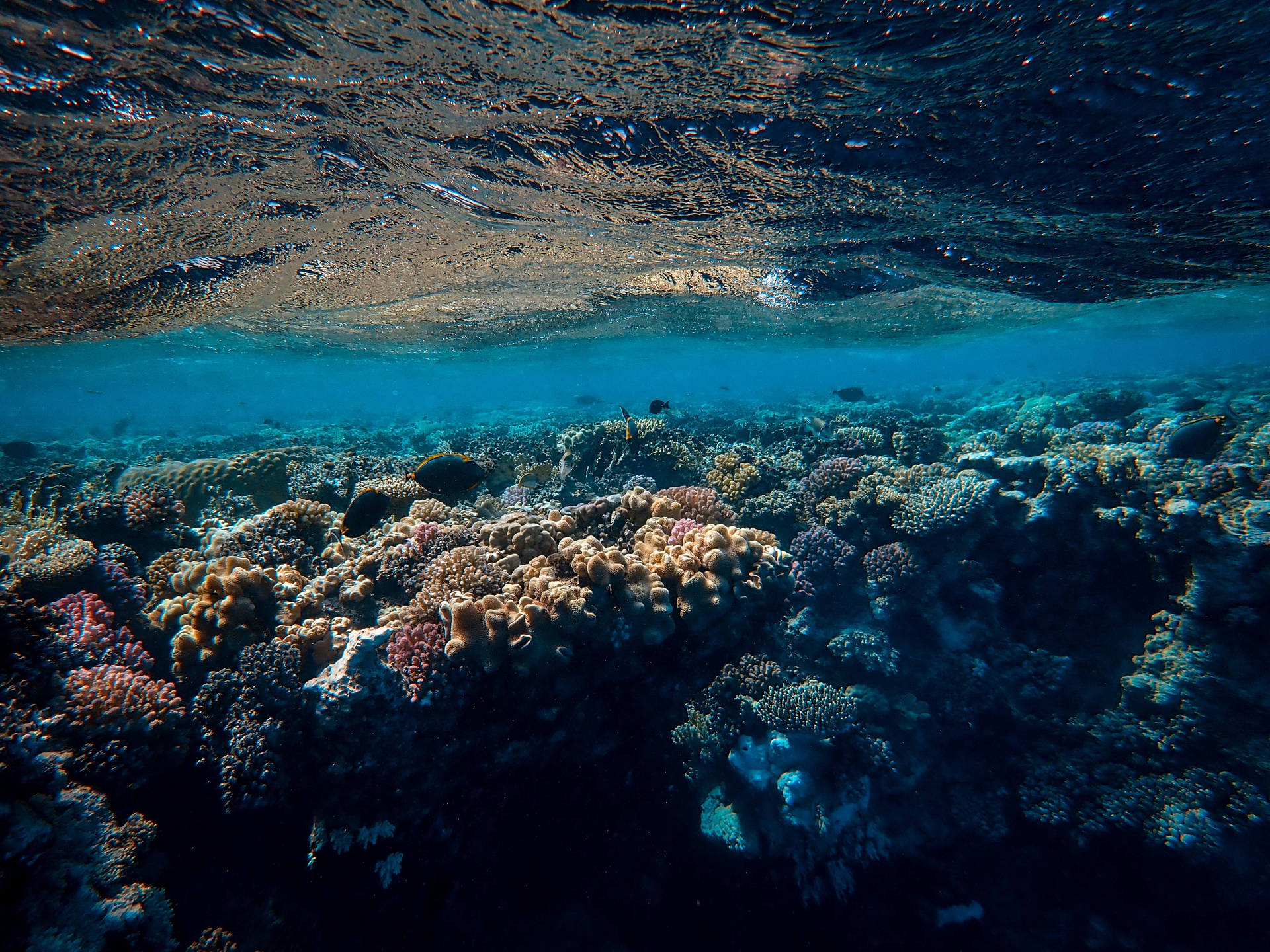 Clear Underwater Ocean Corals Wallpaper