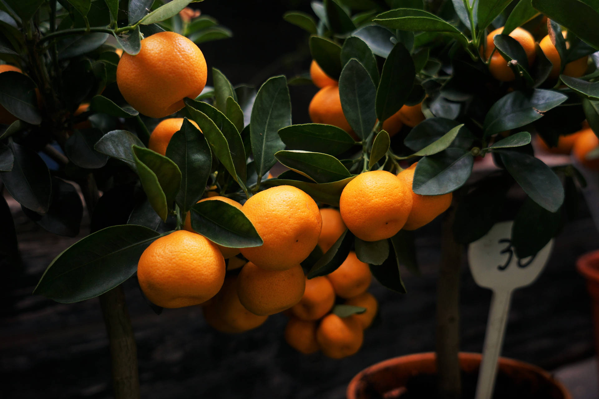Sort Clementine Citrus Frugter Vokser I Gryde Af Veggen Mønster Wallpaper