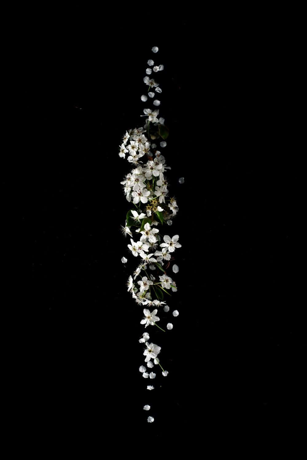 Clever Iphone White Flowers Wallpaper
