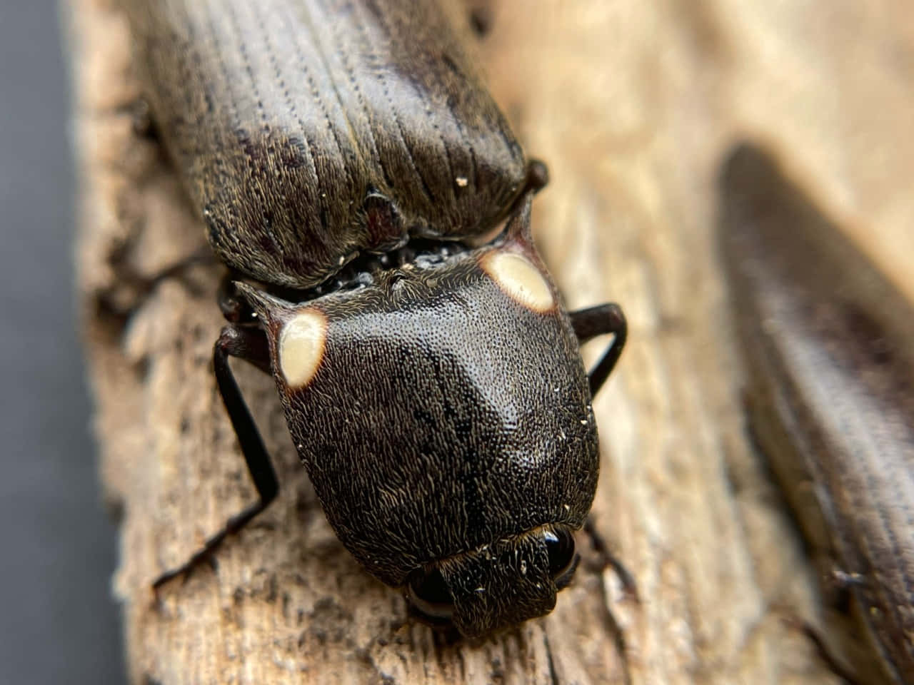 Click Beetle Closeupon Wood Wallpaper