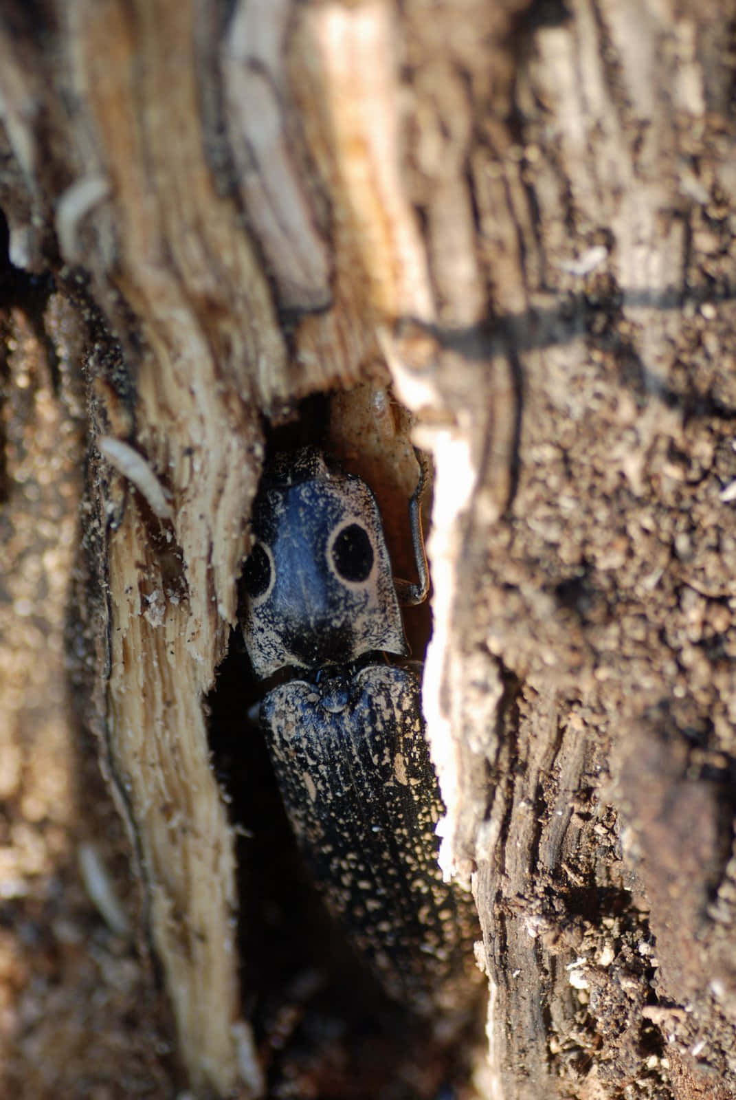 Click Beetle Hidingin Tree Bark.jpg Wallpaper