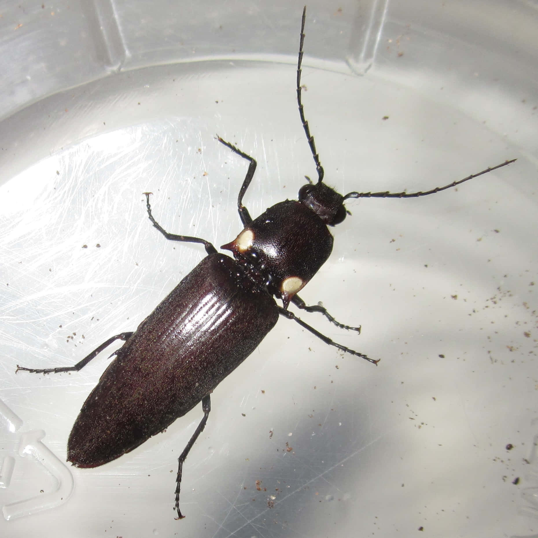 Click Beetle In Container Wallpaper