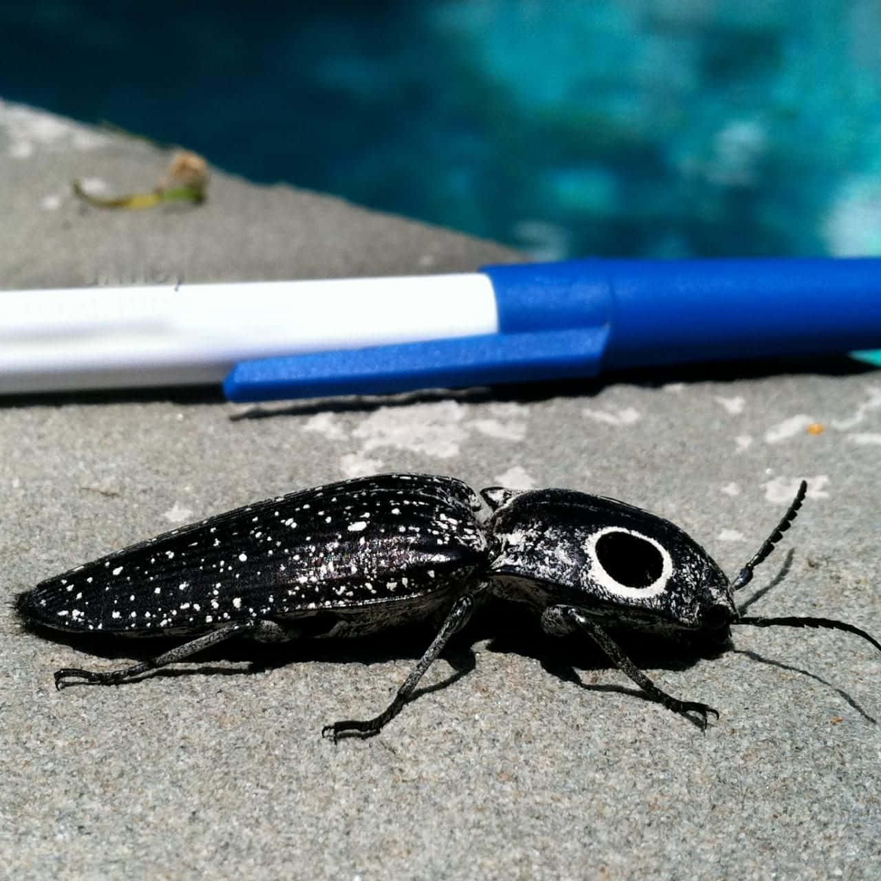 Click Beetle Near Pen Wallpaper
