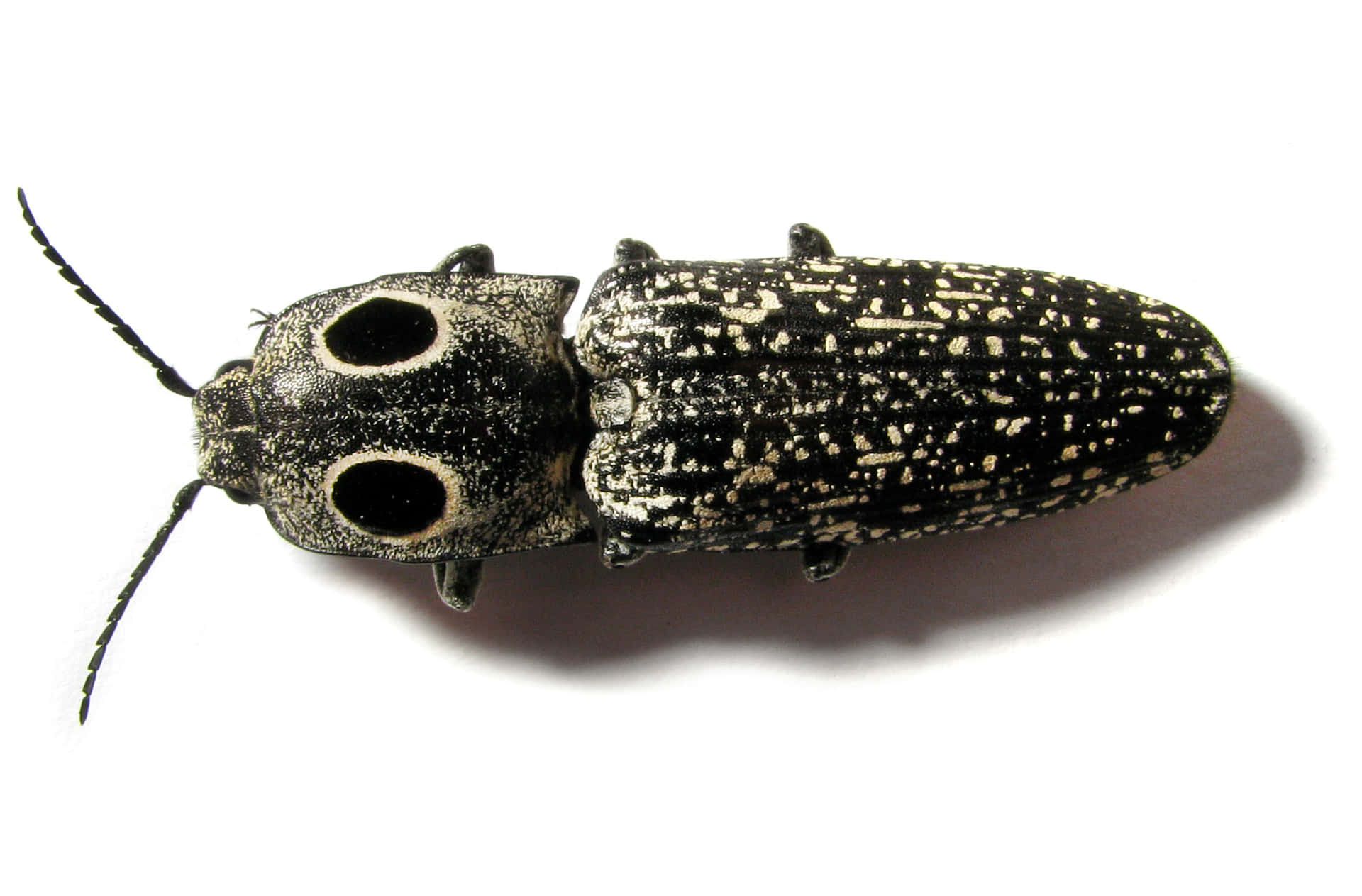 Click Beetle White Background Wallpaper