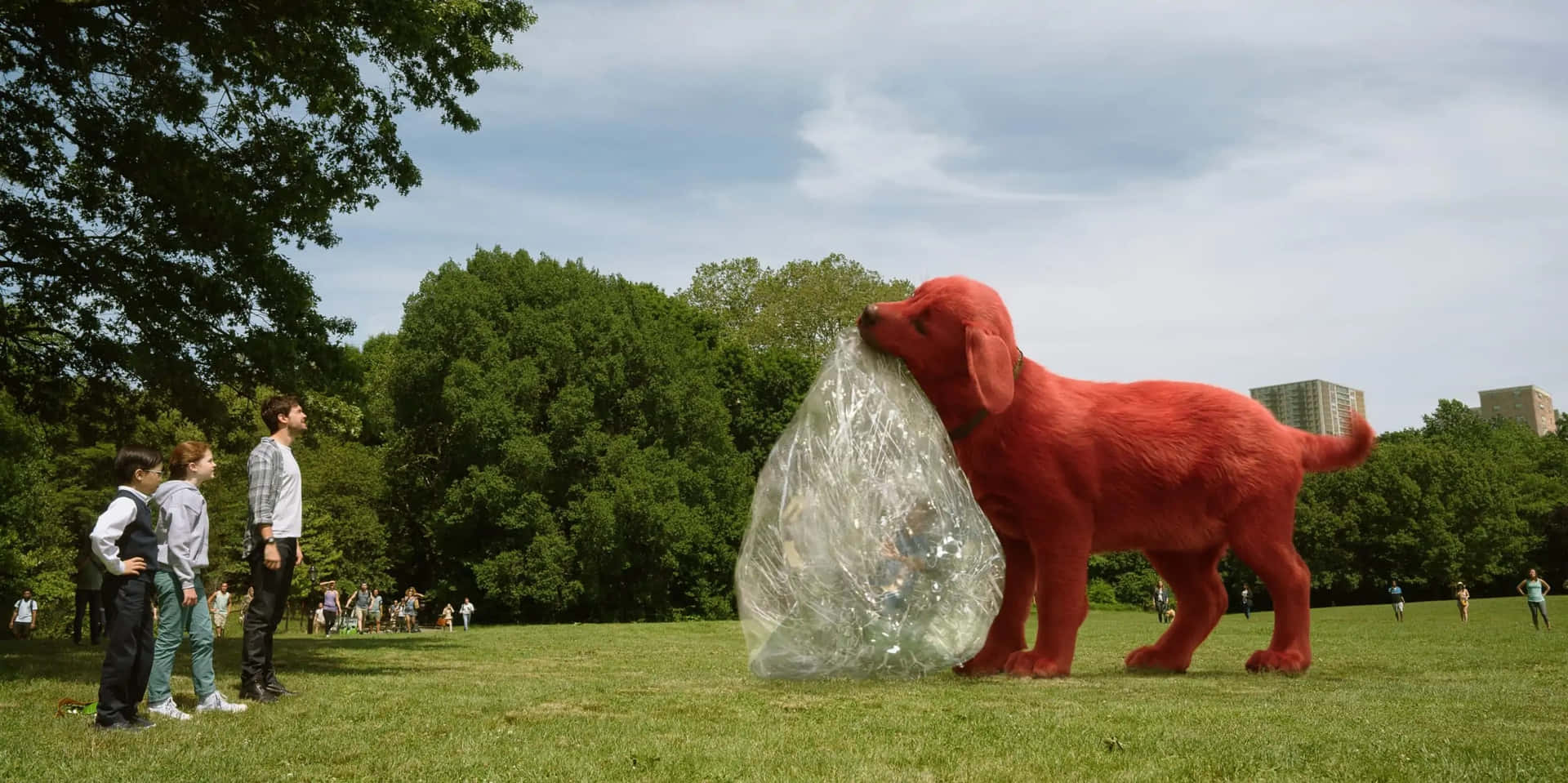 A Red Dog Is Standing In A Park With People