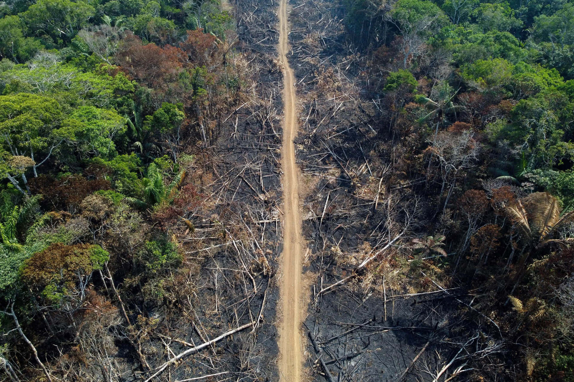 Deforestation Climate Change Picture