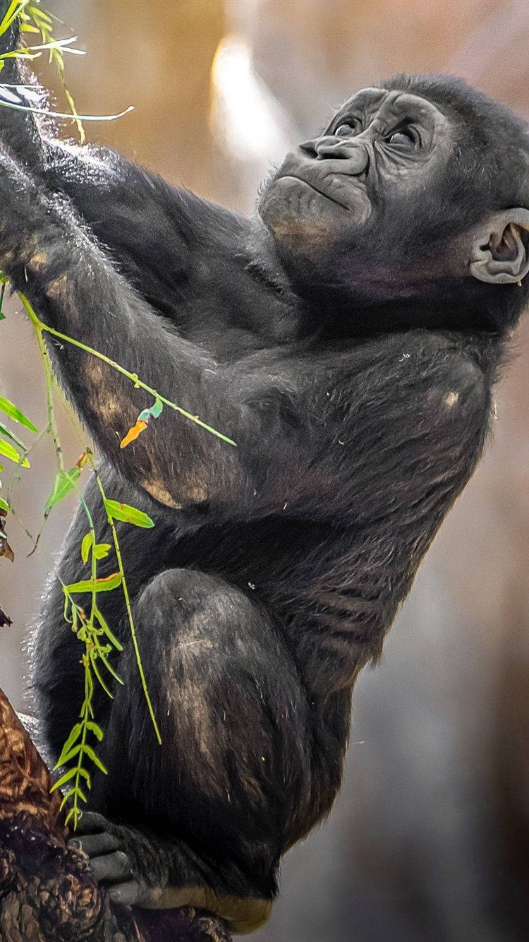 Climbing Baby Gorilla Iphone Wallpaper