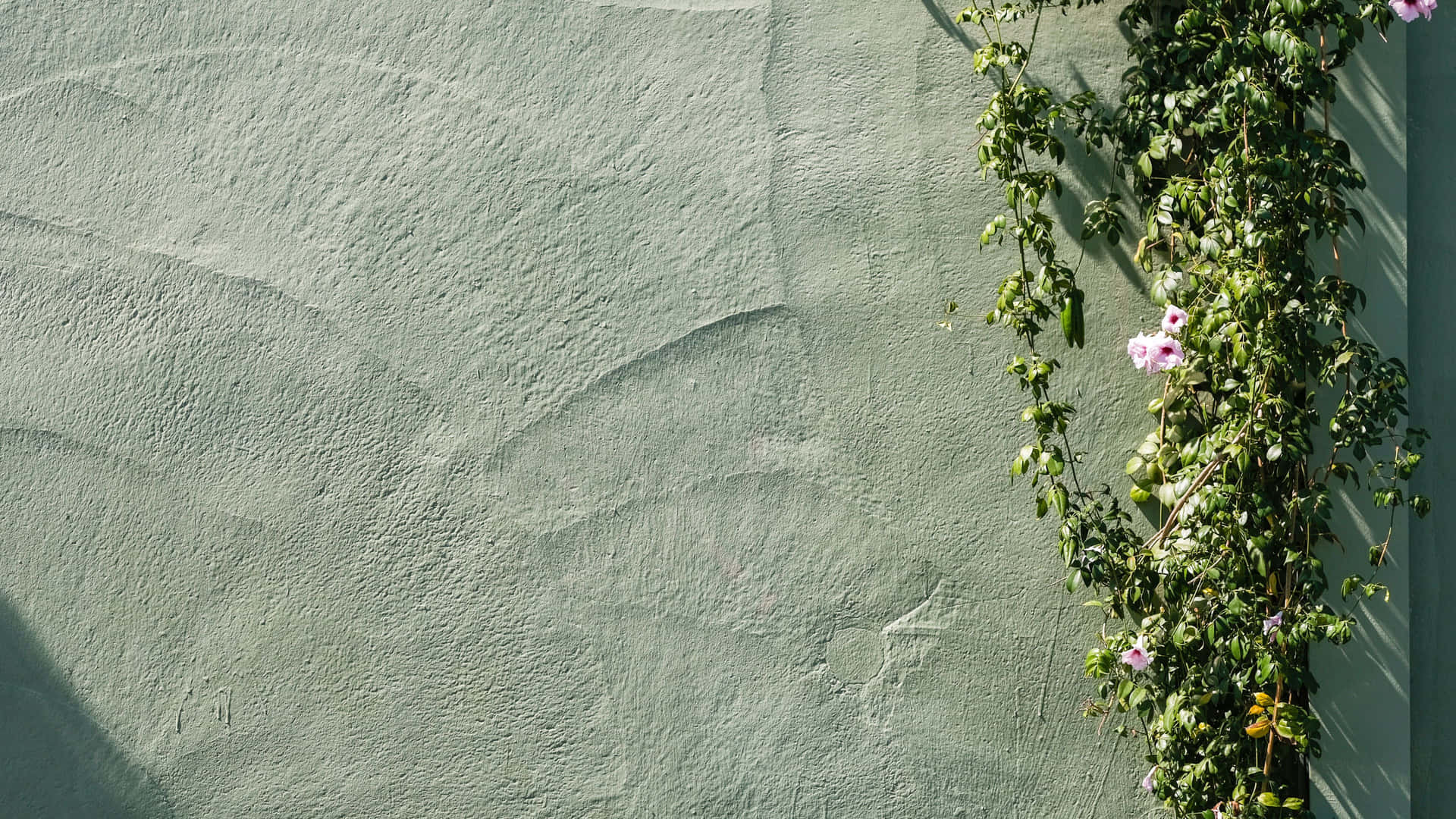 Climbing Flowerson Concrete Wall4 K Wallpaper