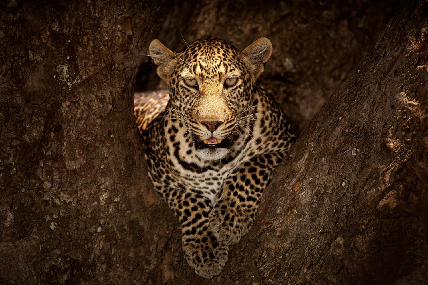 Klättrandeleopard I Masai Mara Nationalreservat. Wallpaper