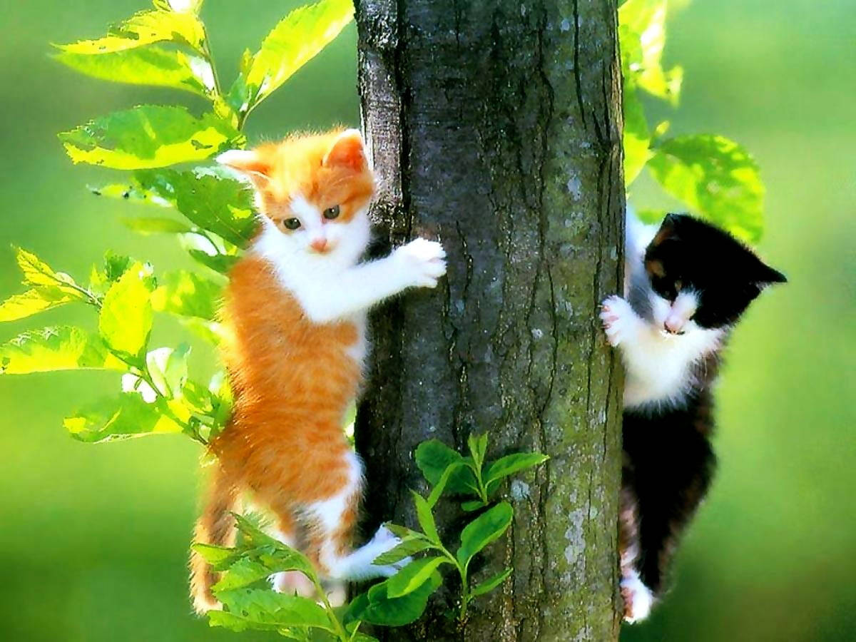 Climbing Two Little Kitten Animals Wallpaper