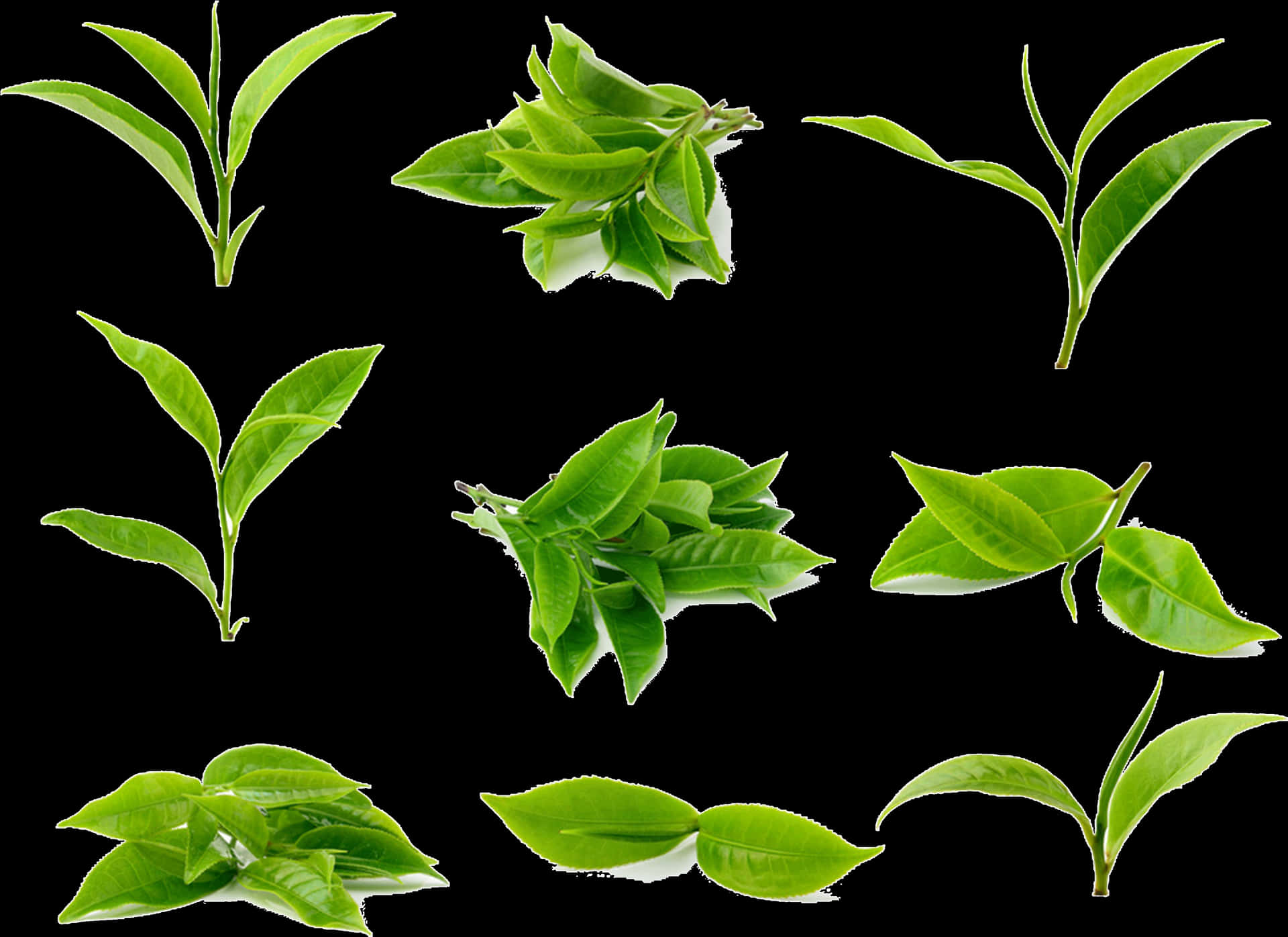 Clipart Leaves Green Tea Leaf - Matcha Leaf PNG