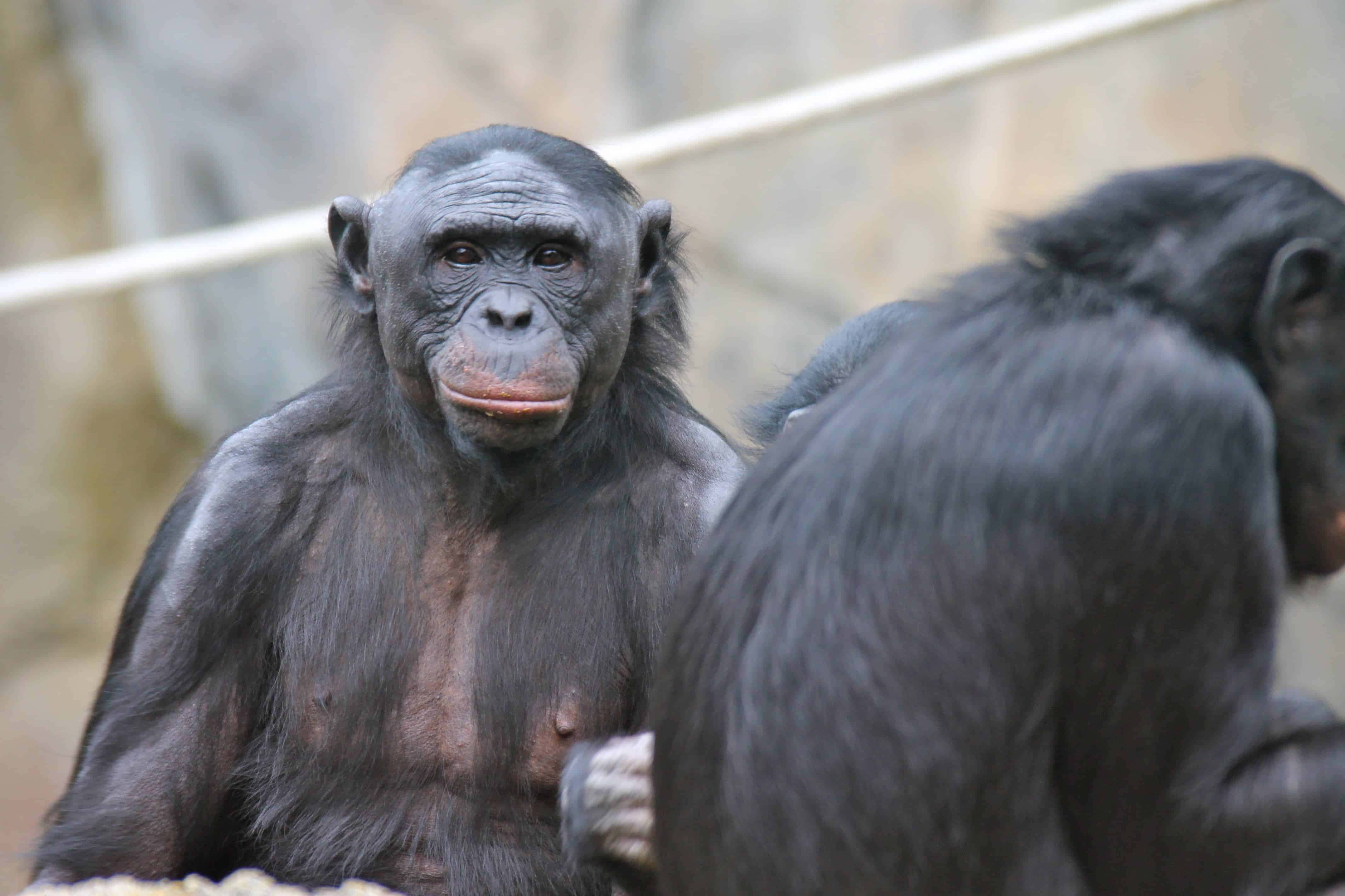 Close Encounter With A Bonobo Monkey Wallpaper