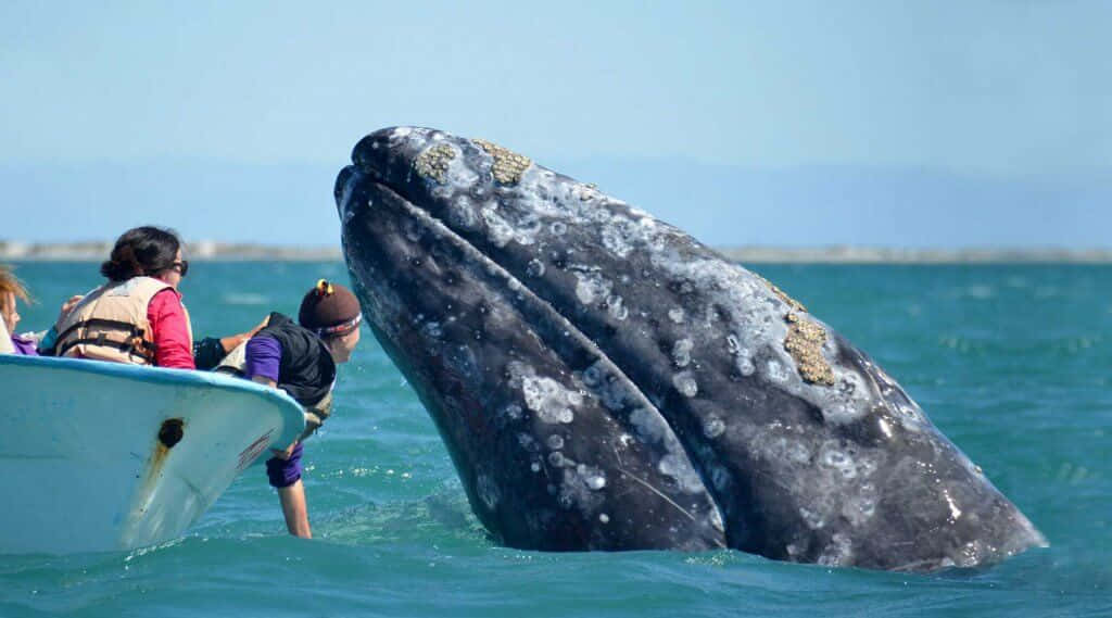Close Encounter With Gray Whale Wallpaper
