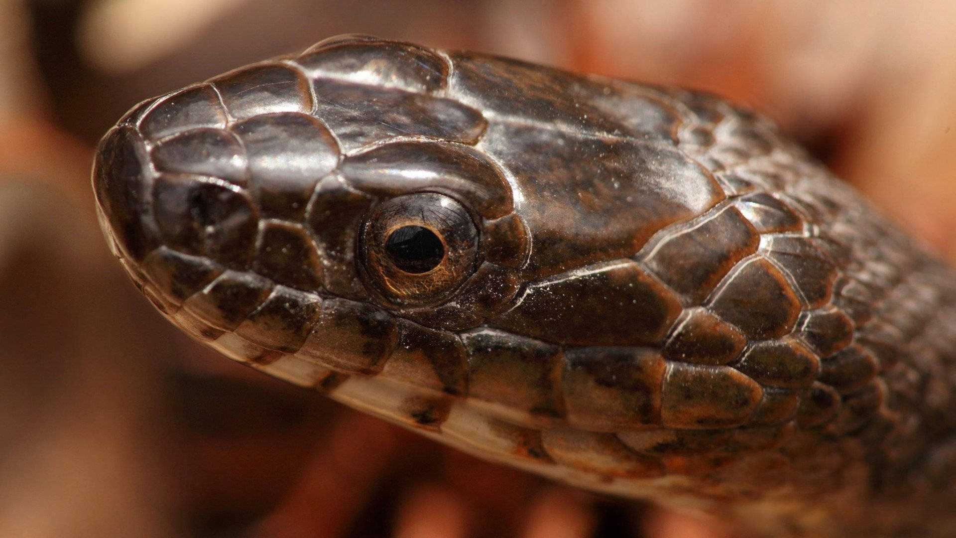 Close Head Scales Of Cottonmouth Background