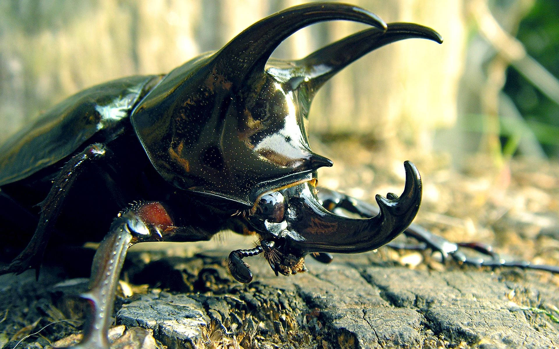 Caption: Intricate Close-Up of a Rhinoceros Beetle Wallpaper