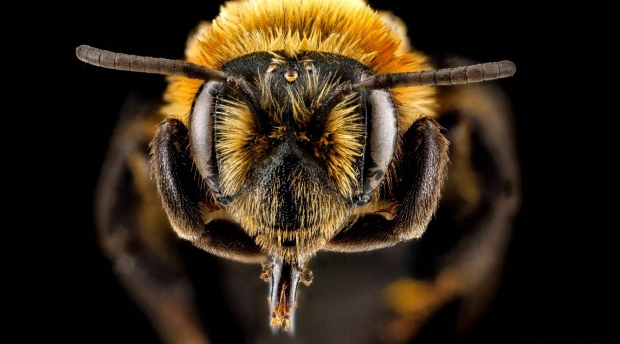 Close-up A Bee Head Wallpaper