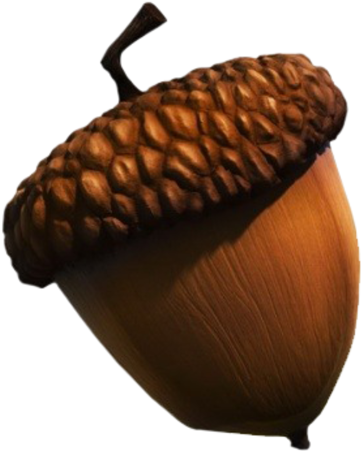 Close Up Acorn Isolated PNG