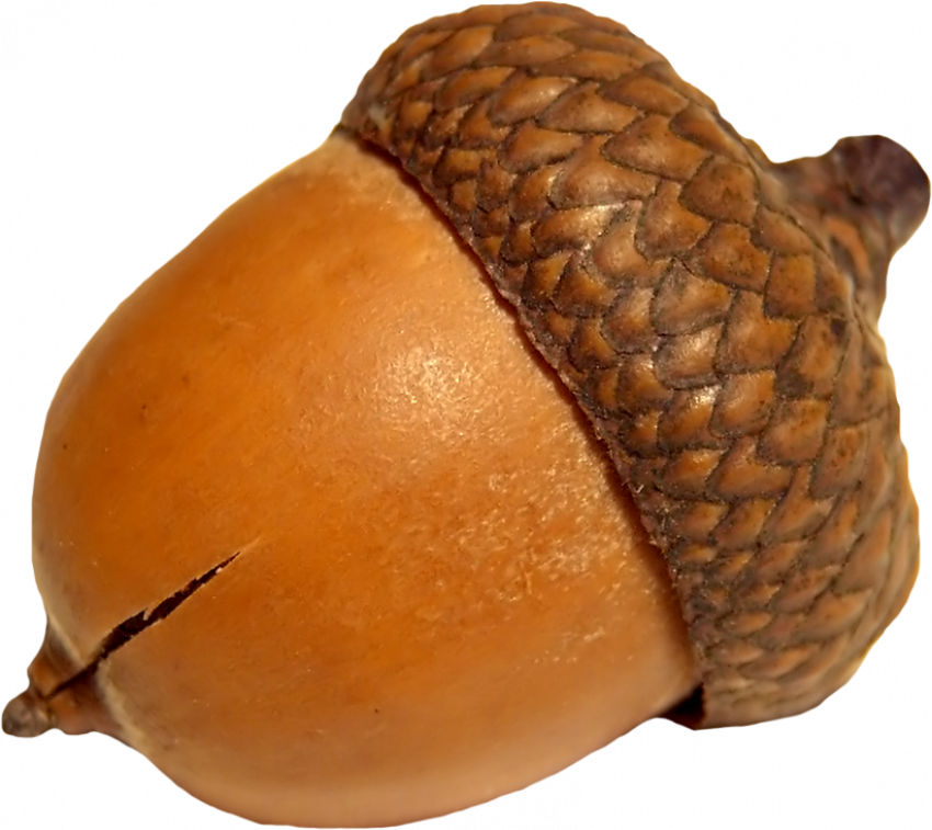 Close Up Acorn Isolated PNG
