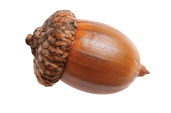 Close Up Acorn Texture Background PNG