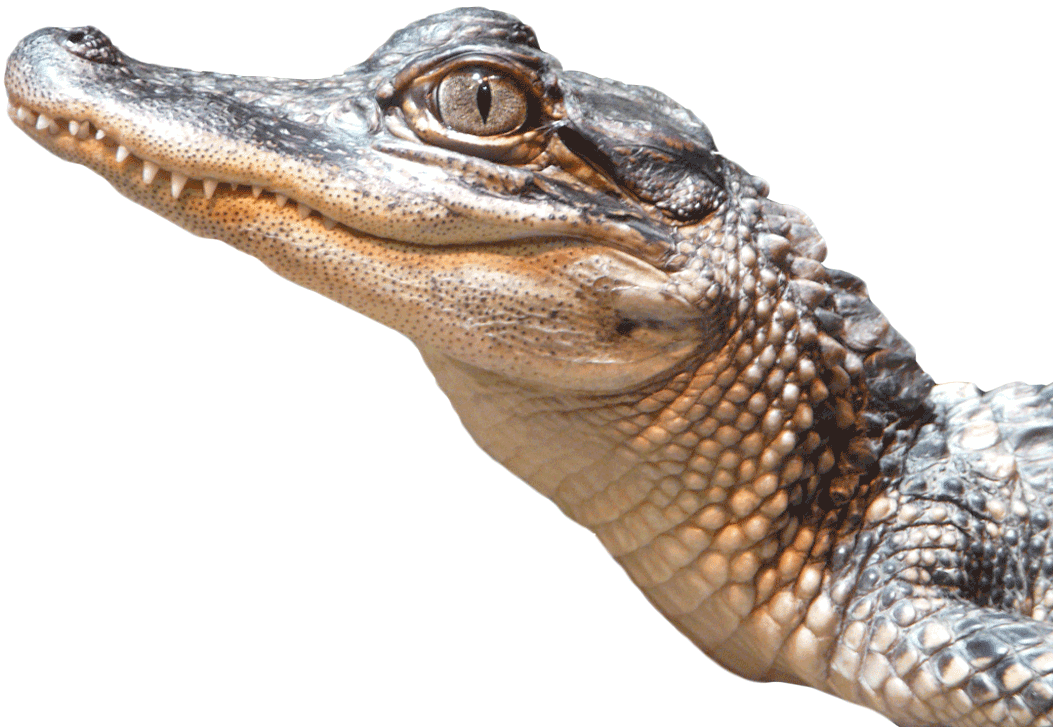 Close Up Alligator Portrait PNG