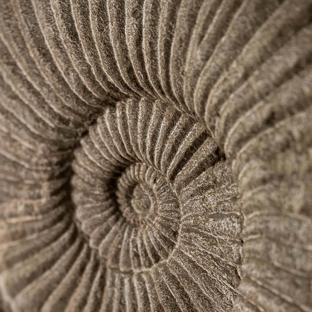 Close Up Ammonite Fossil Texture Wallpaper