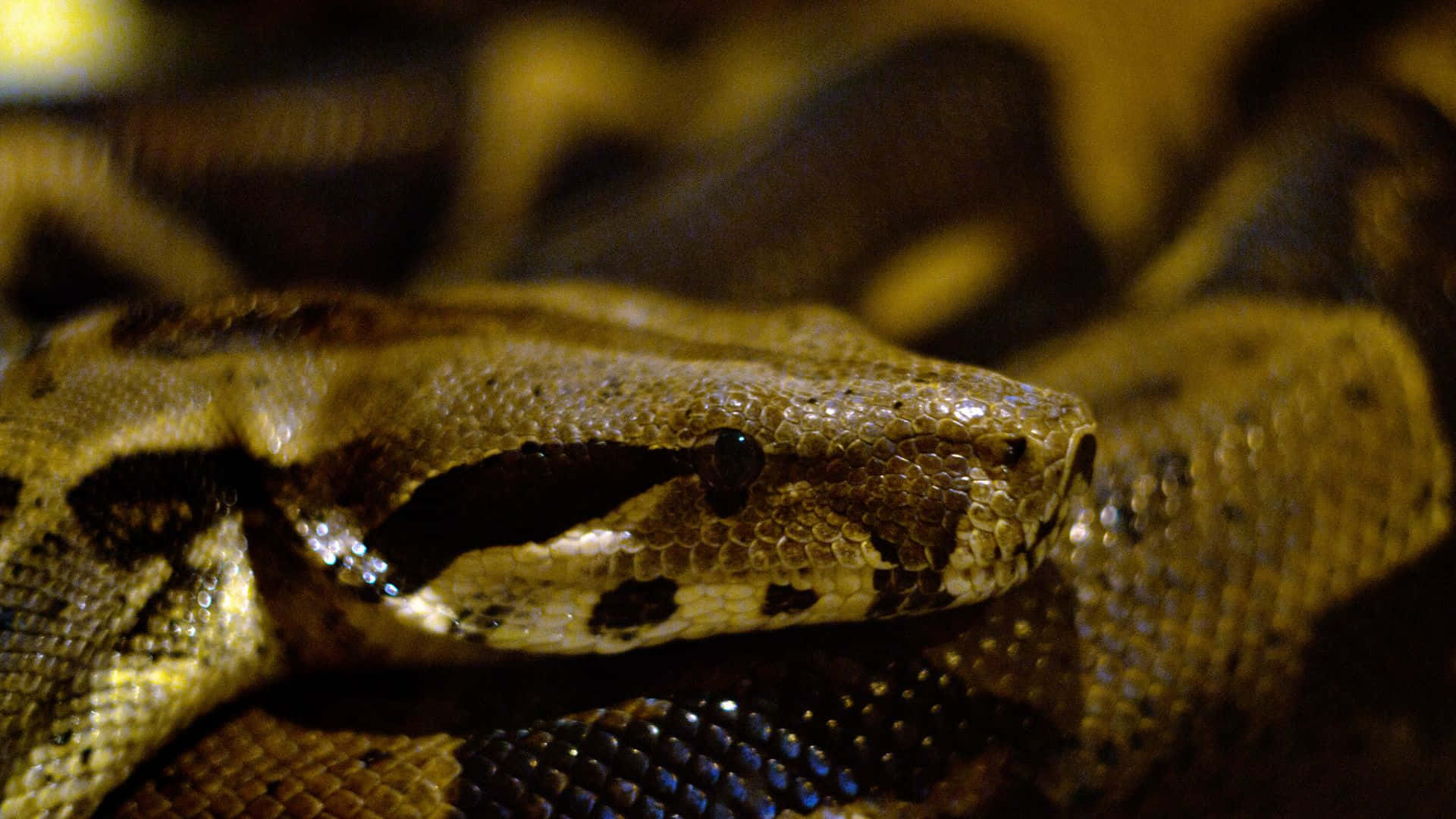 Close Up Anaconda Snake Wallpaper