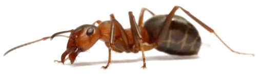 Close Up Ant Transparent Background PNG