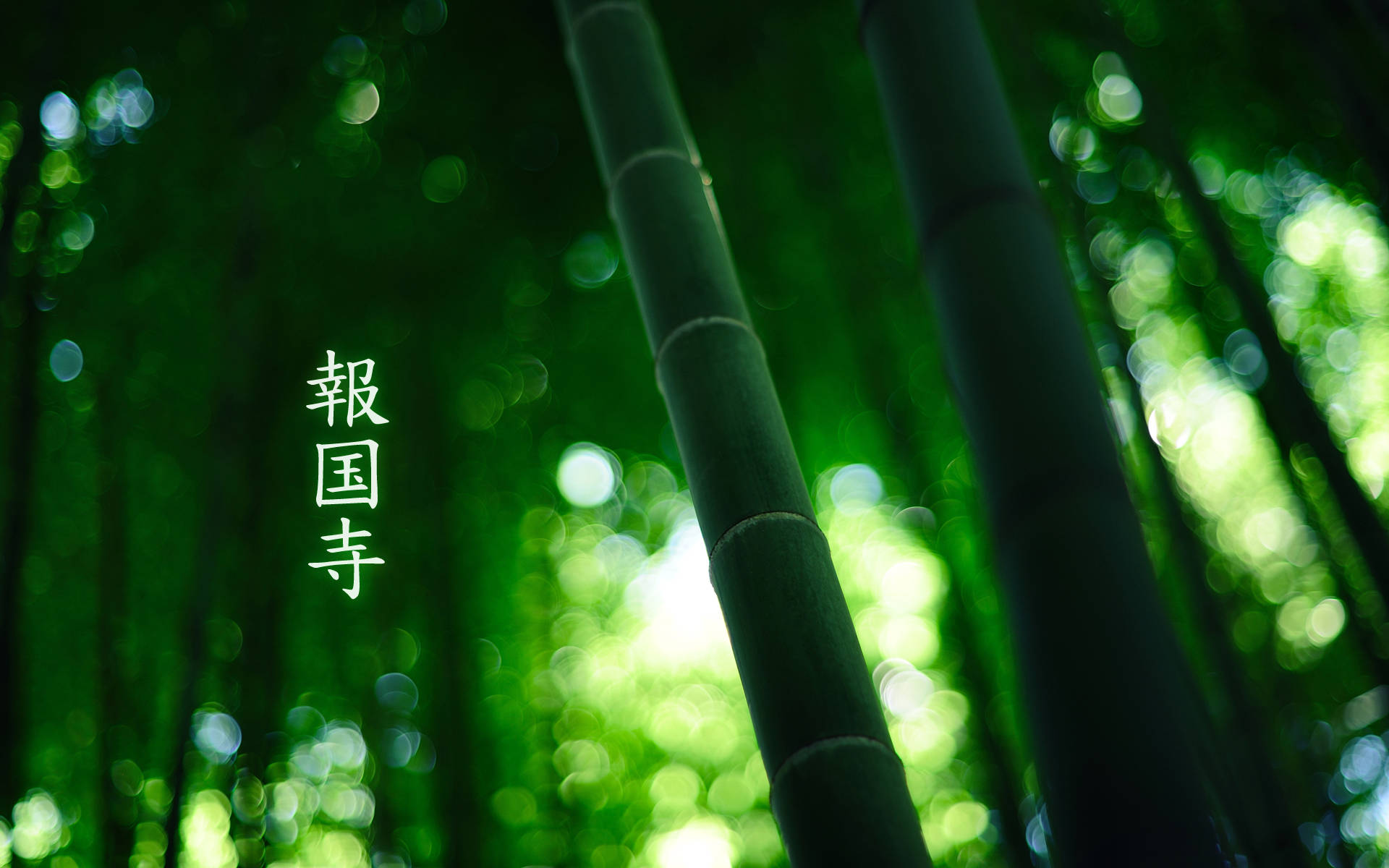 Close-up Bamboo Hd Wallpaper