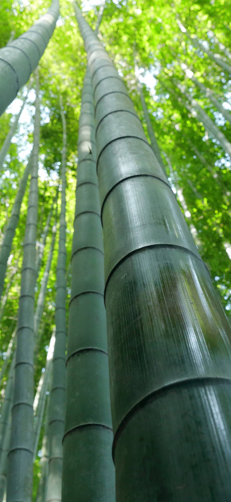 Caption: Close-up of Bamboo Texture for iPhone Wallpaper