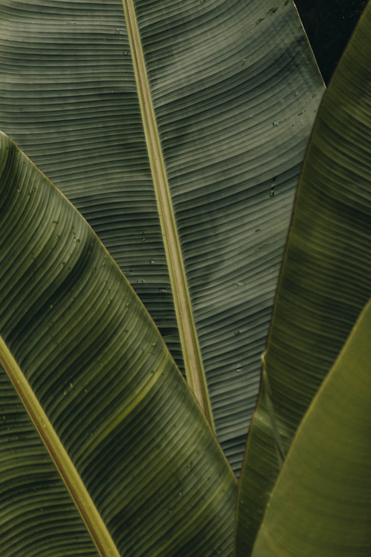 A Close-Up of a Fresh Green Banana Leaf Wallpaper