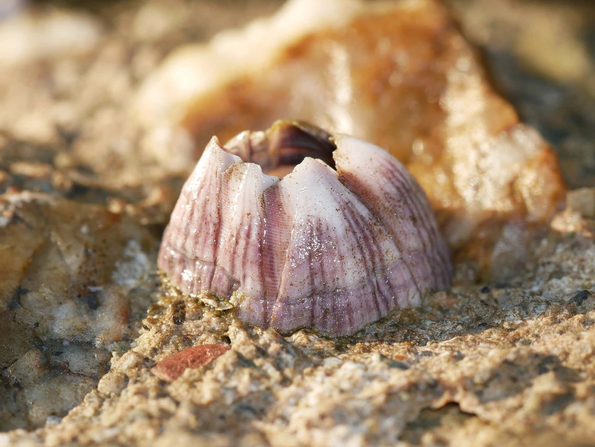 Close Up Zeepok Op Steen Achtergrond