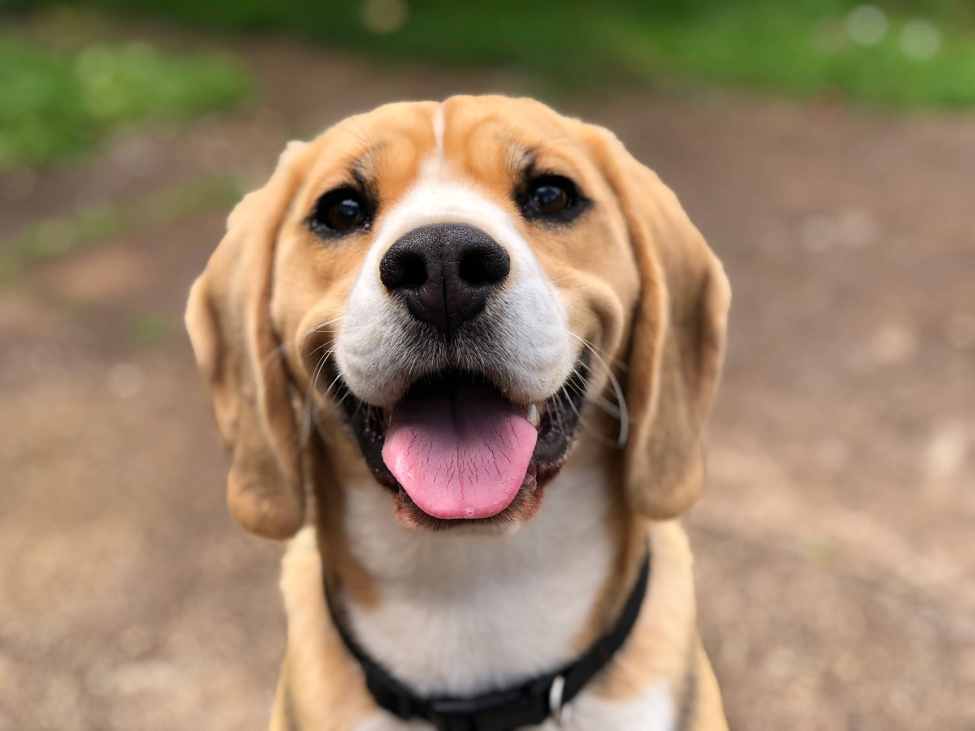 Close-up Beagle dog face with tongue out wallpaper.