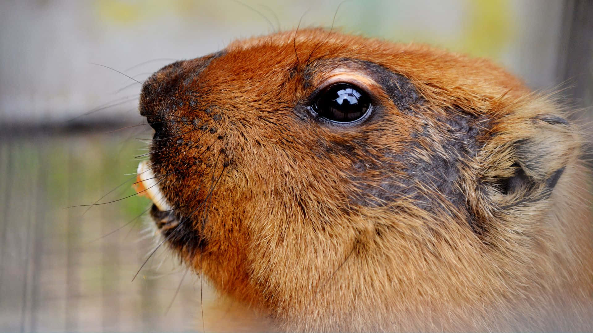 Close Up Beaver Face Wallpaper