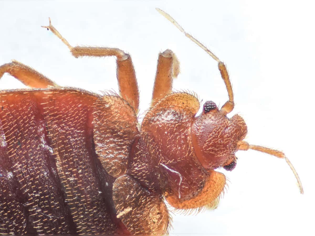 Close Up Bed Bug Wallpaper