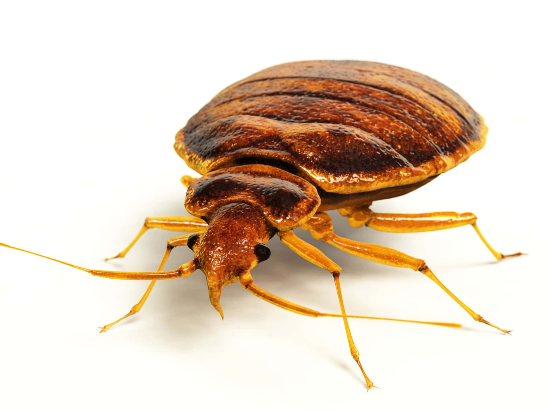 Close Up Bed Bug Image Wallpaper