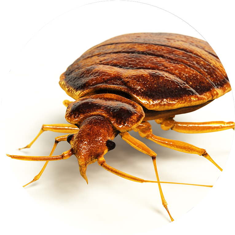 Close Up Bed Bug Image PNG