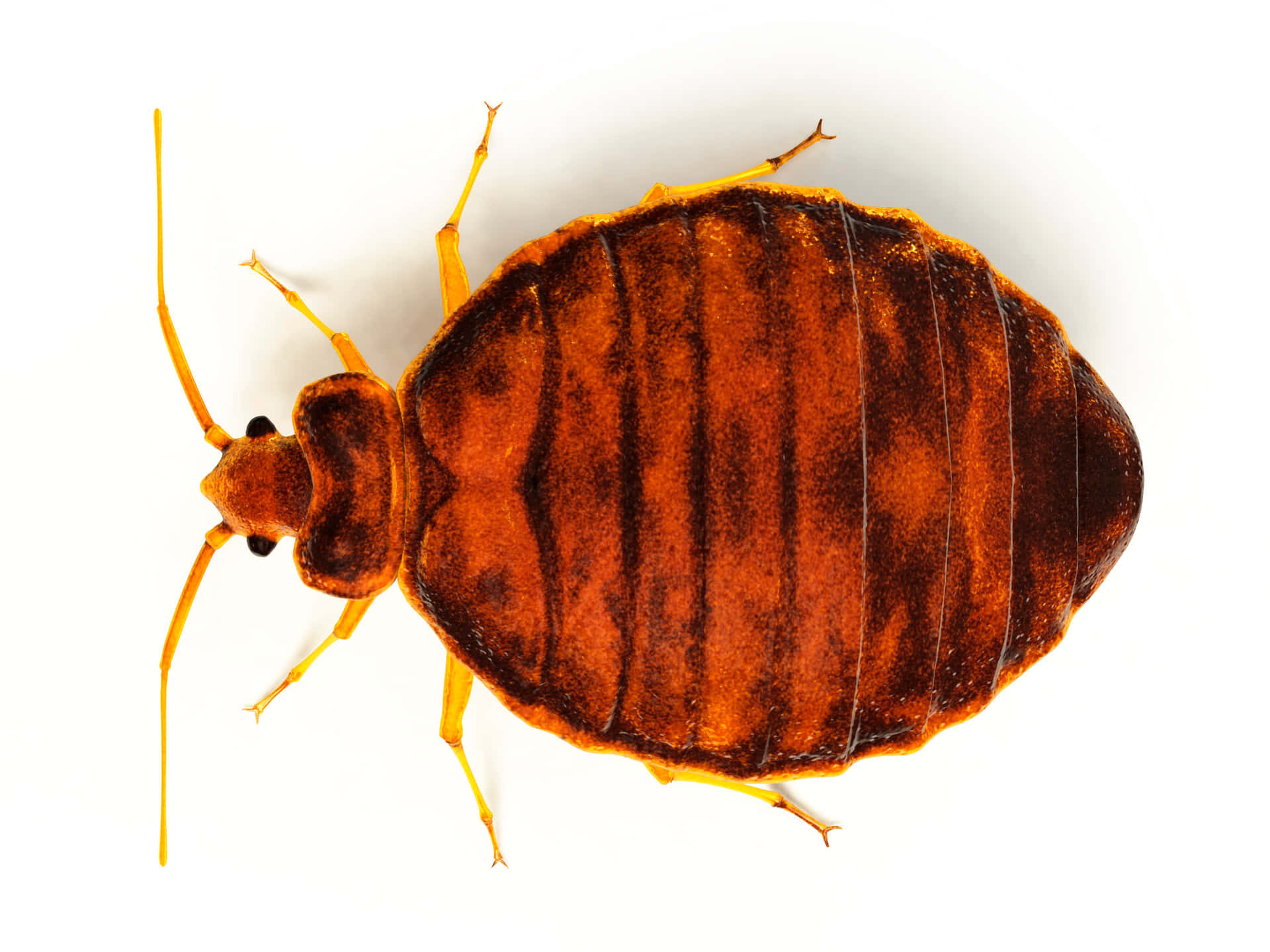 Close Up Bed Bug Isolated White Background.jpg Wallpaper