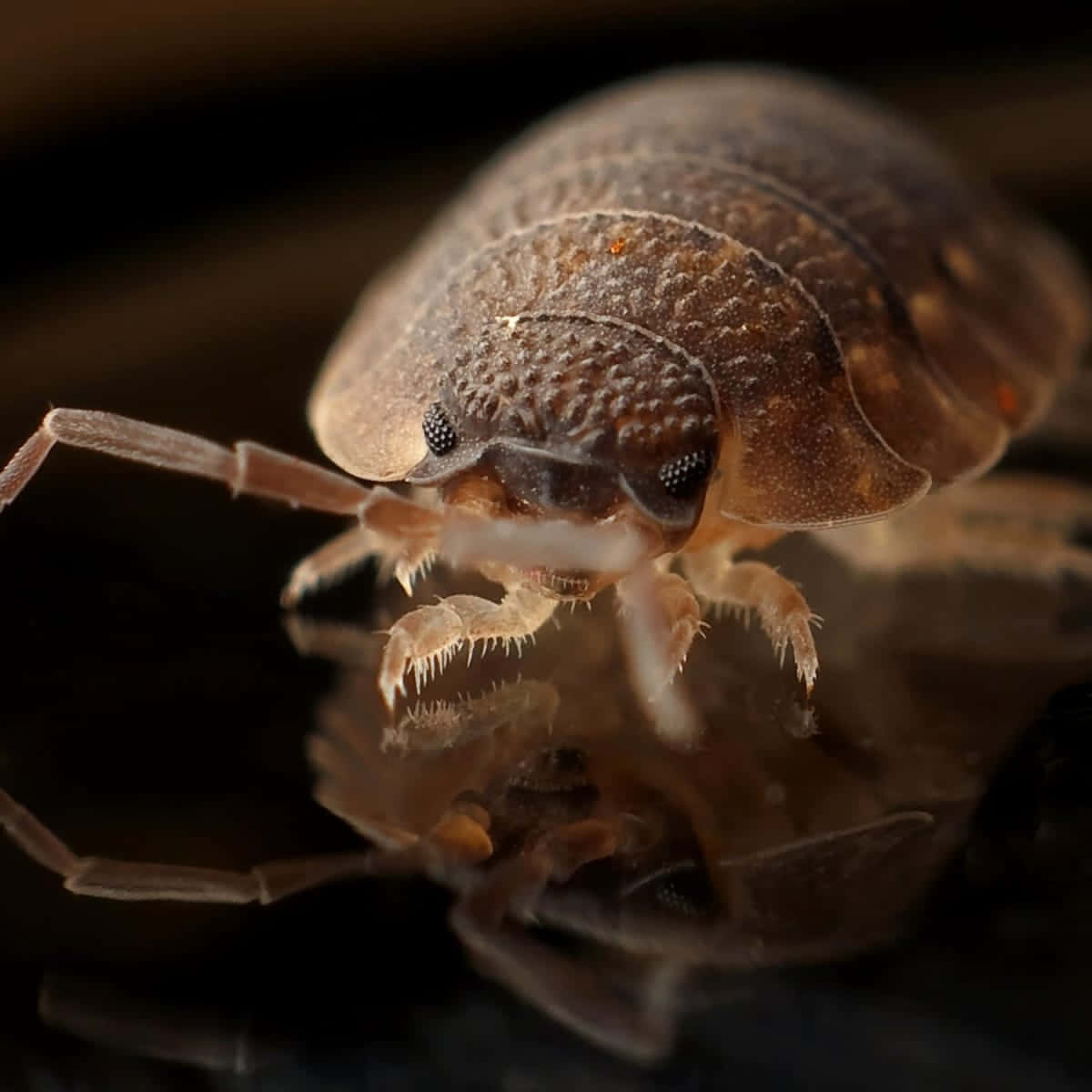 Close Up Bed Bug Wallpaper