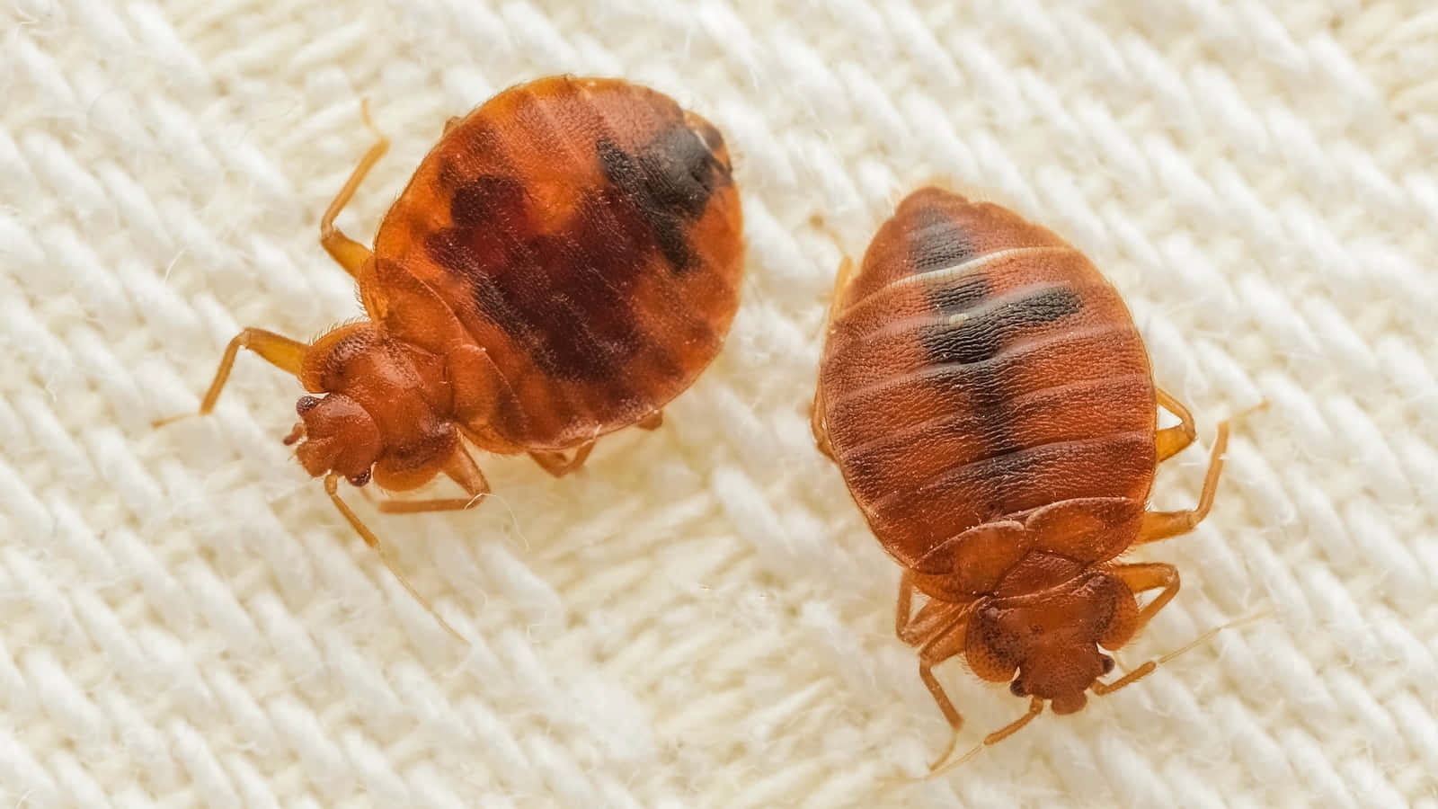 Close Up Bed Bugs Wallpaper
