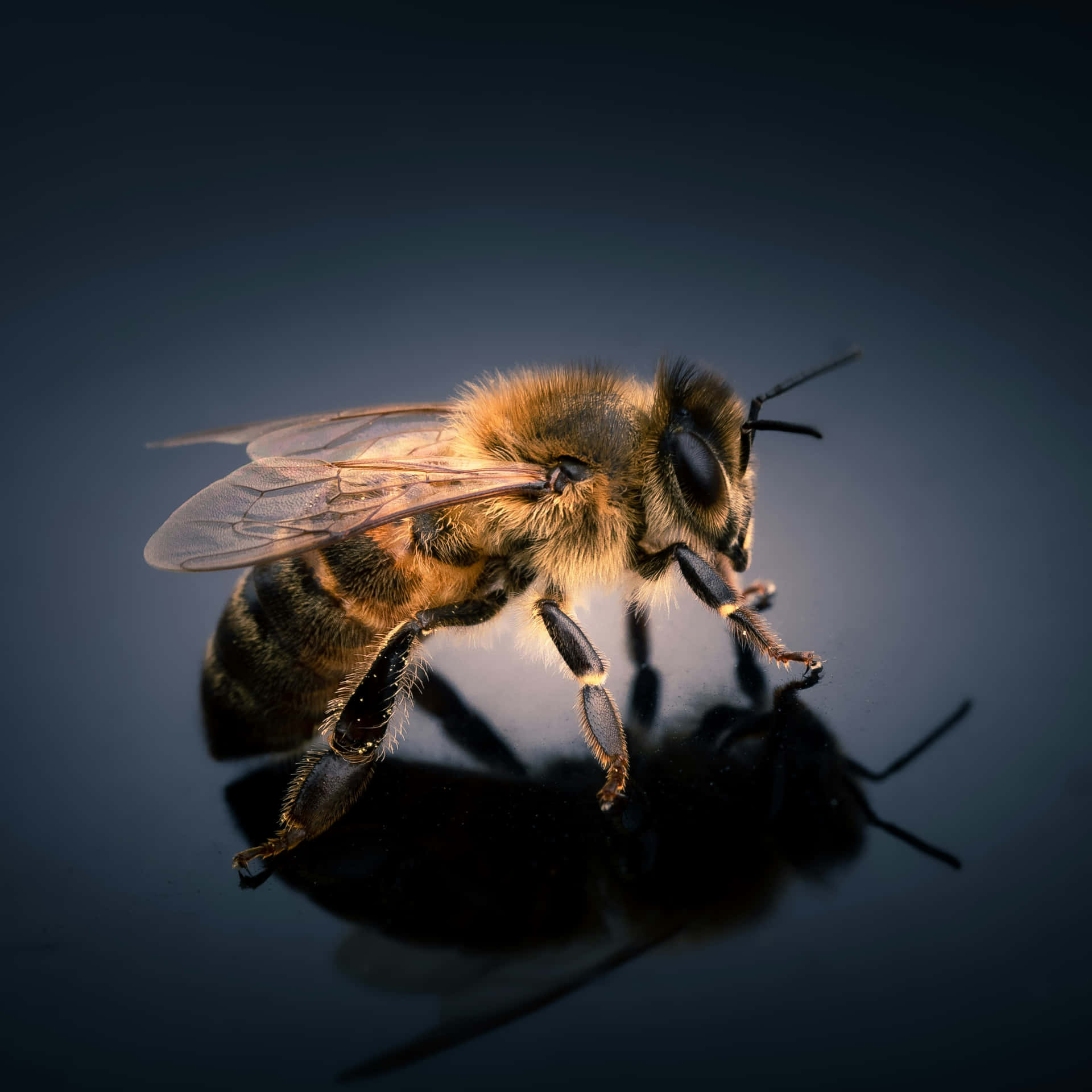 Close Up Bee Reflection Wallpaper