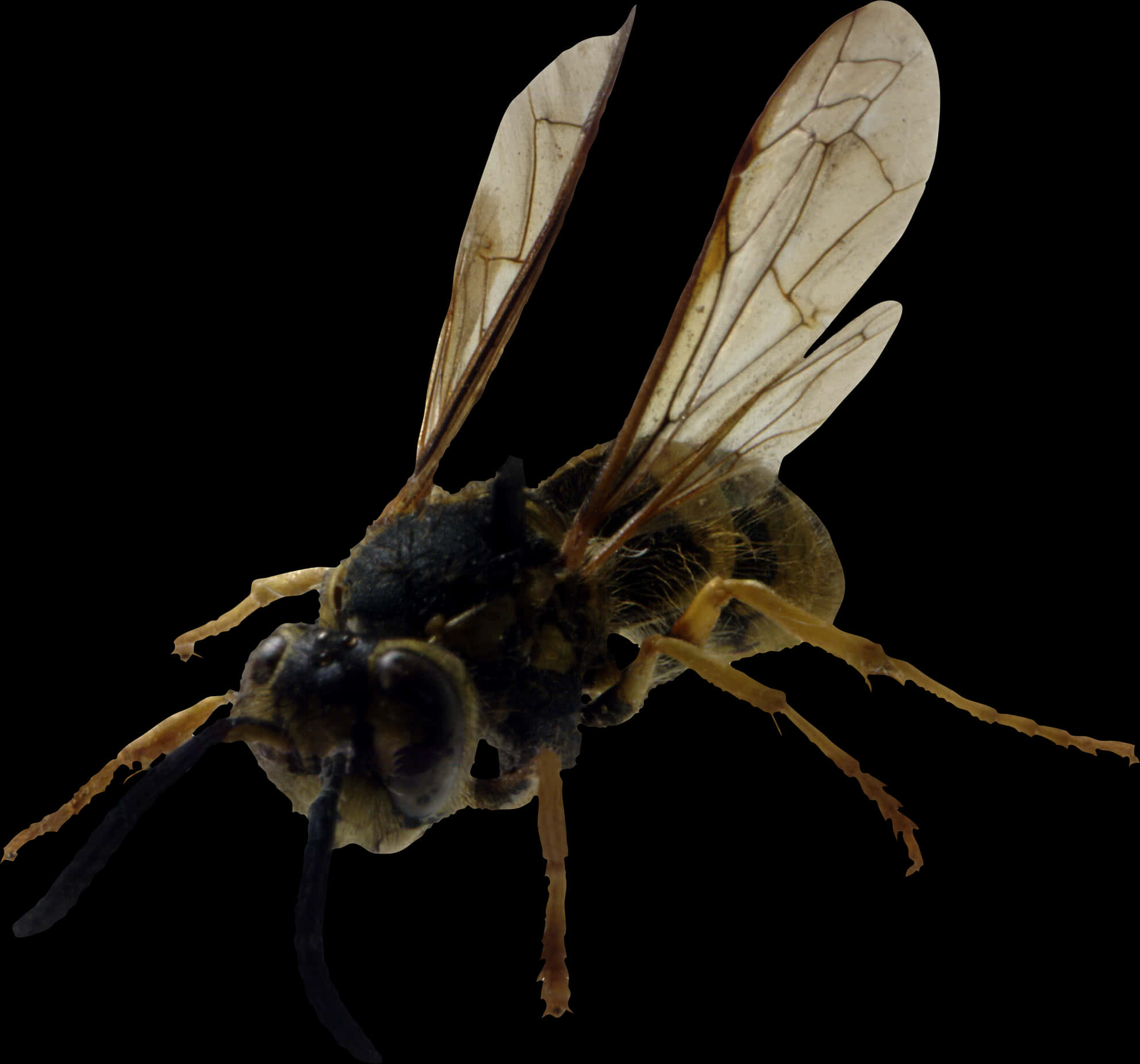 Close Up Bee Transparent Background PNG