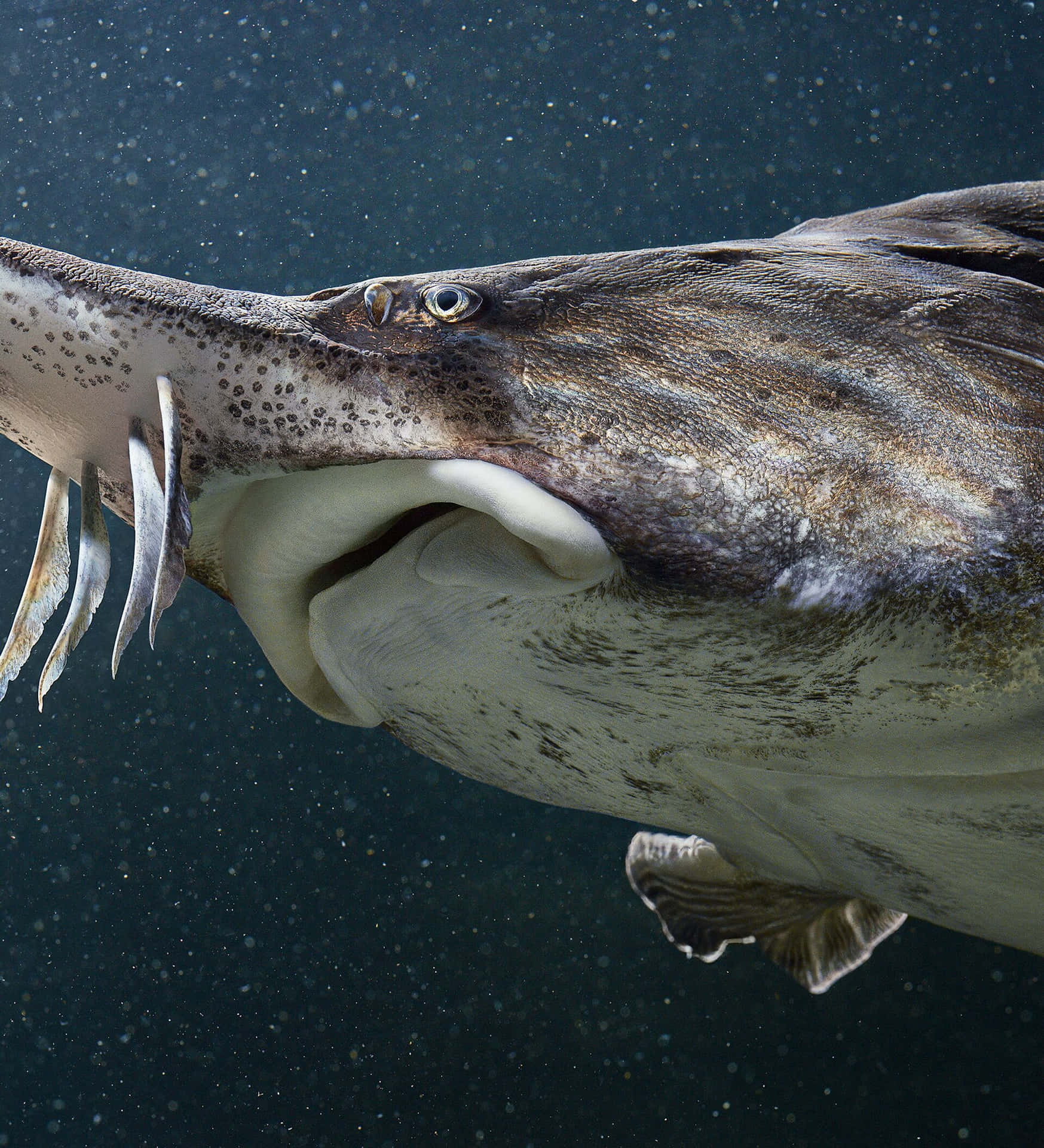 Close Up Beluga Steur Achtergrond