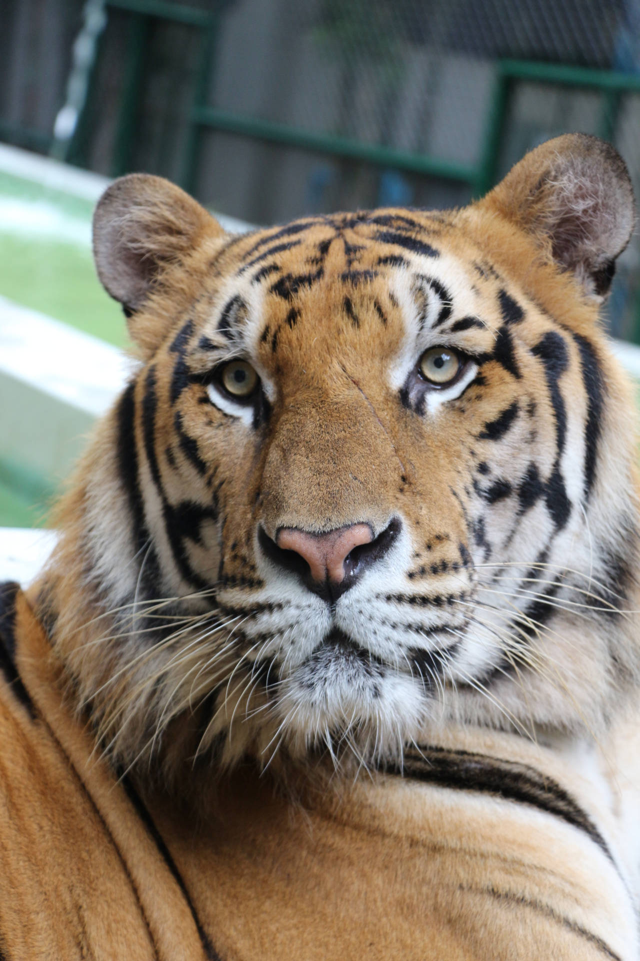 Close-up Bengal Tiger Iphone Wallpaper