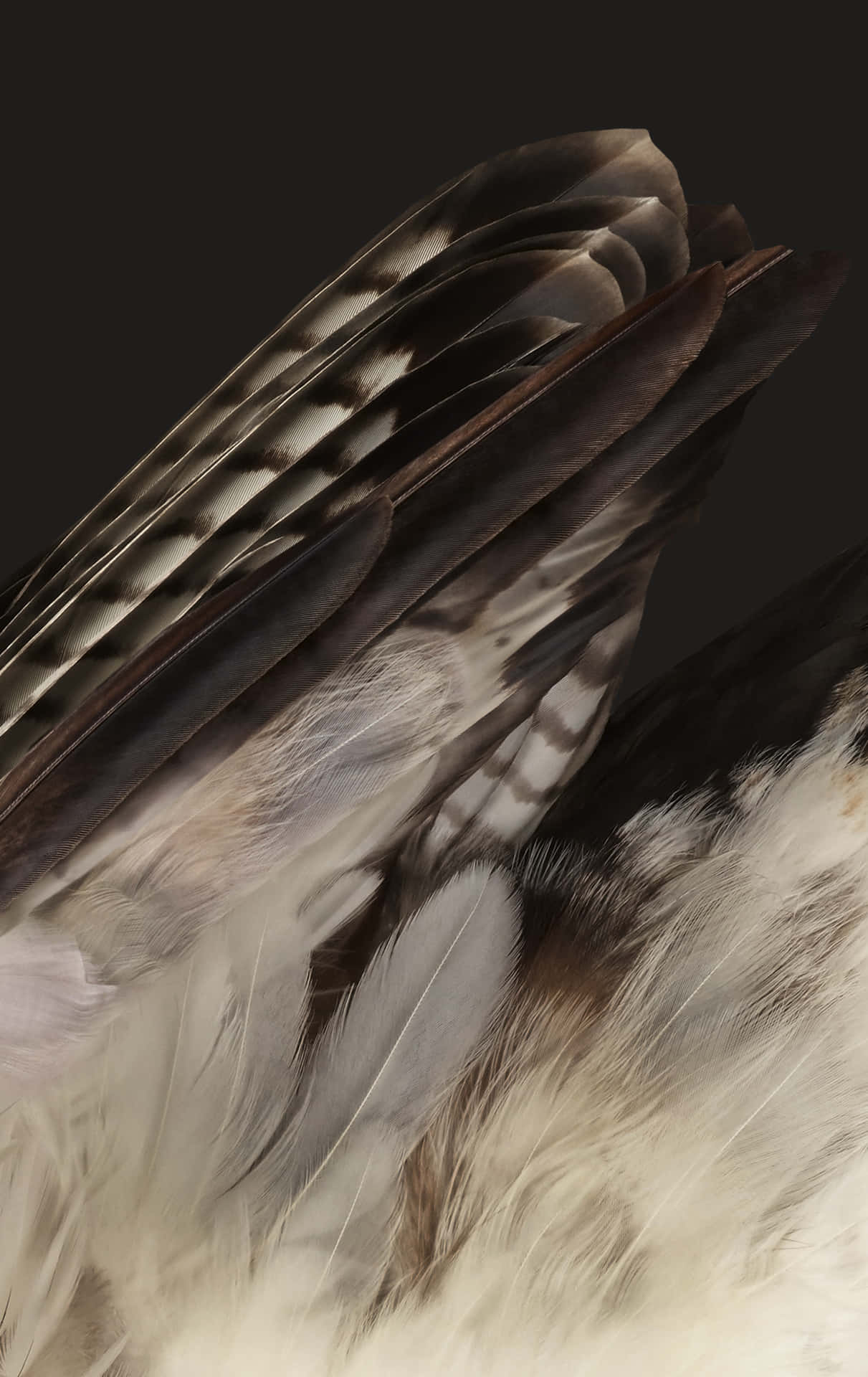 Close Up Bird Feathers Detail Wallpaper