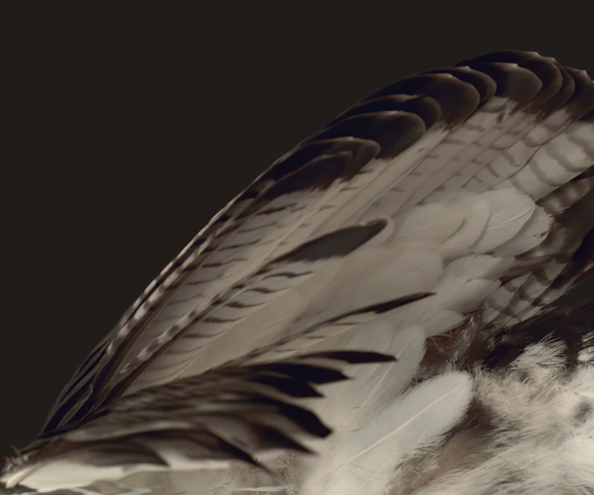 Close Up Bird Feathers Texture Wallpaper