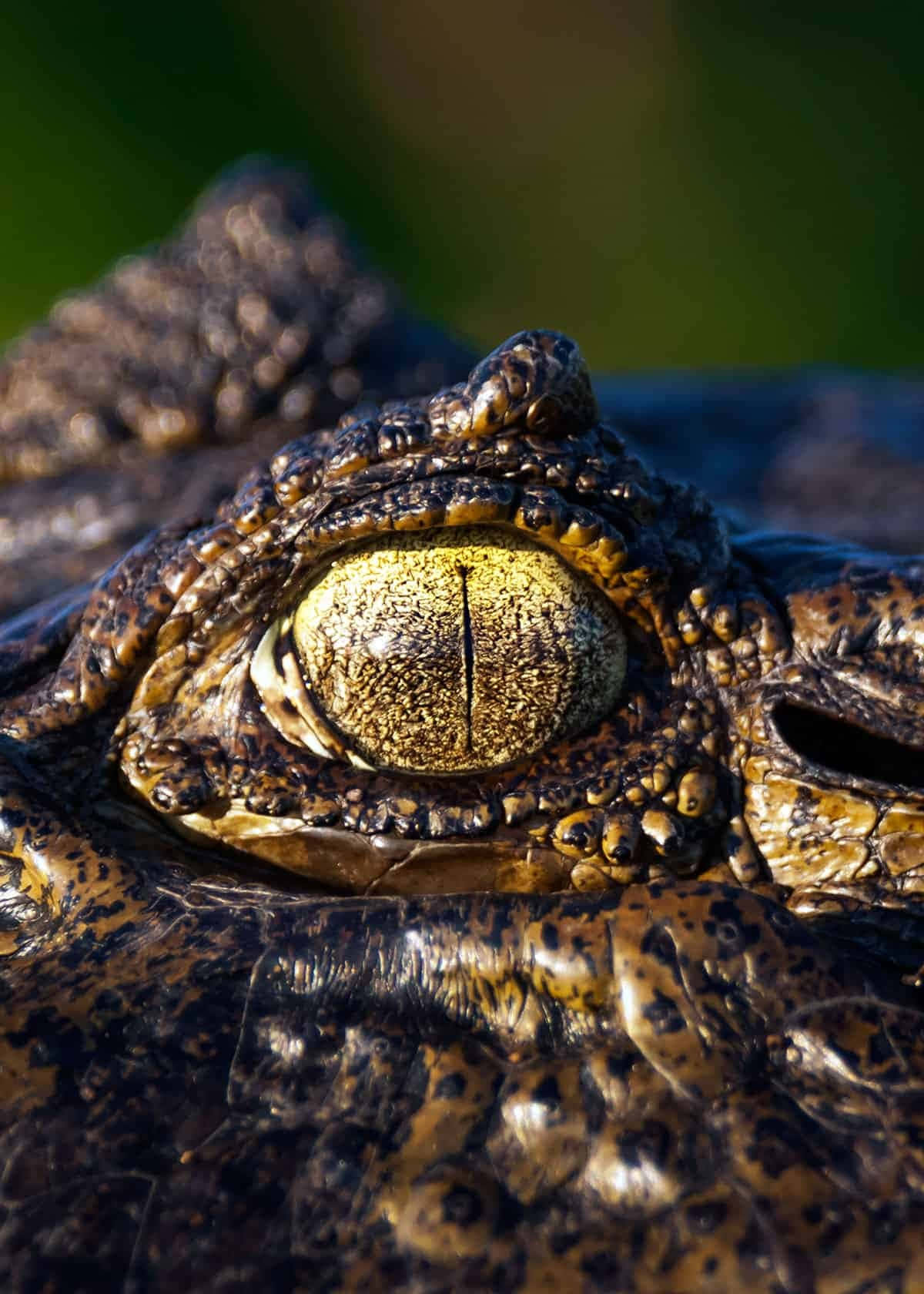Close Up Black Crocodile Eye Wallpaper