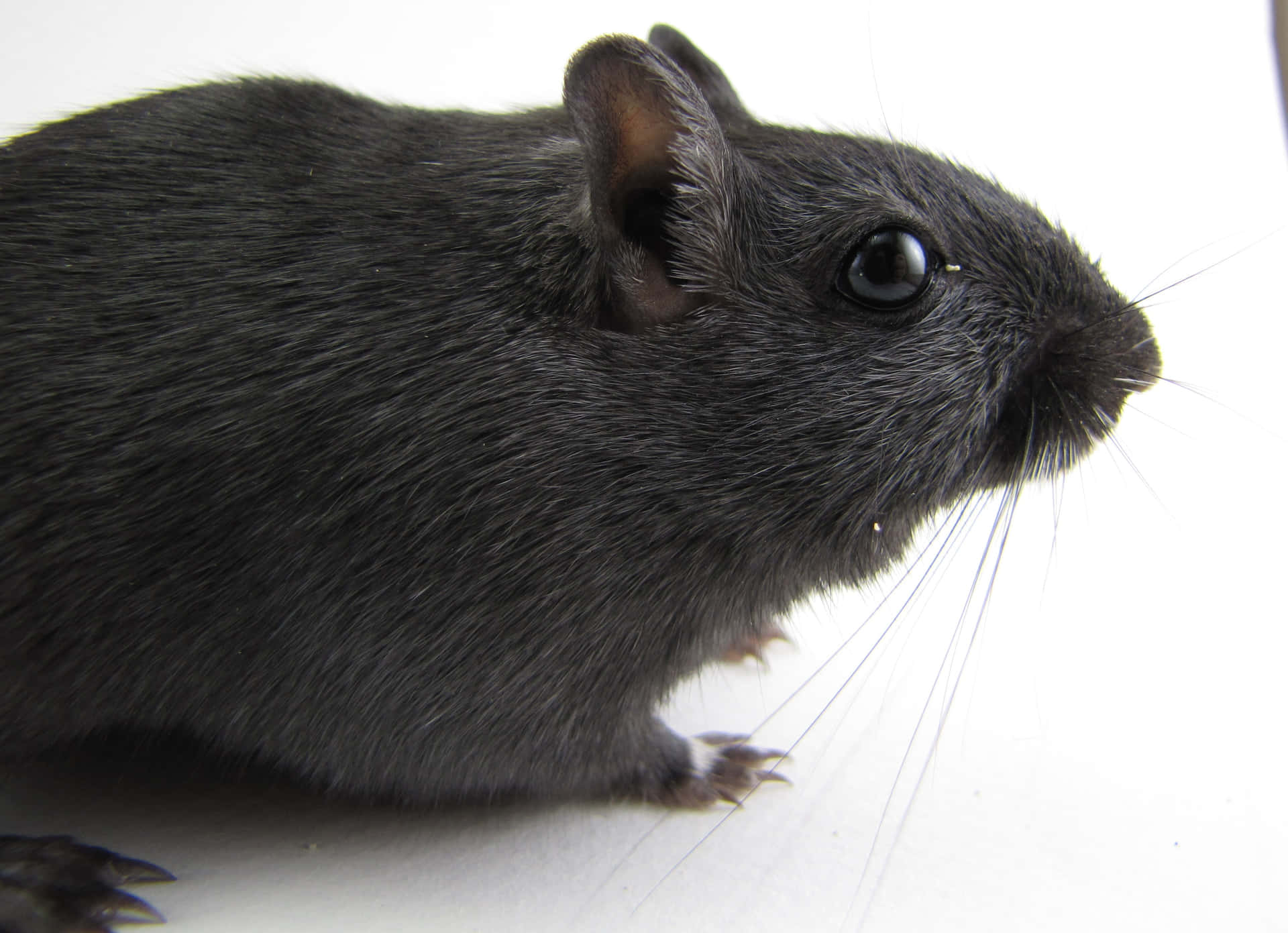 Close Up Black Gerbil Wallpaper